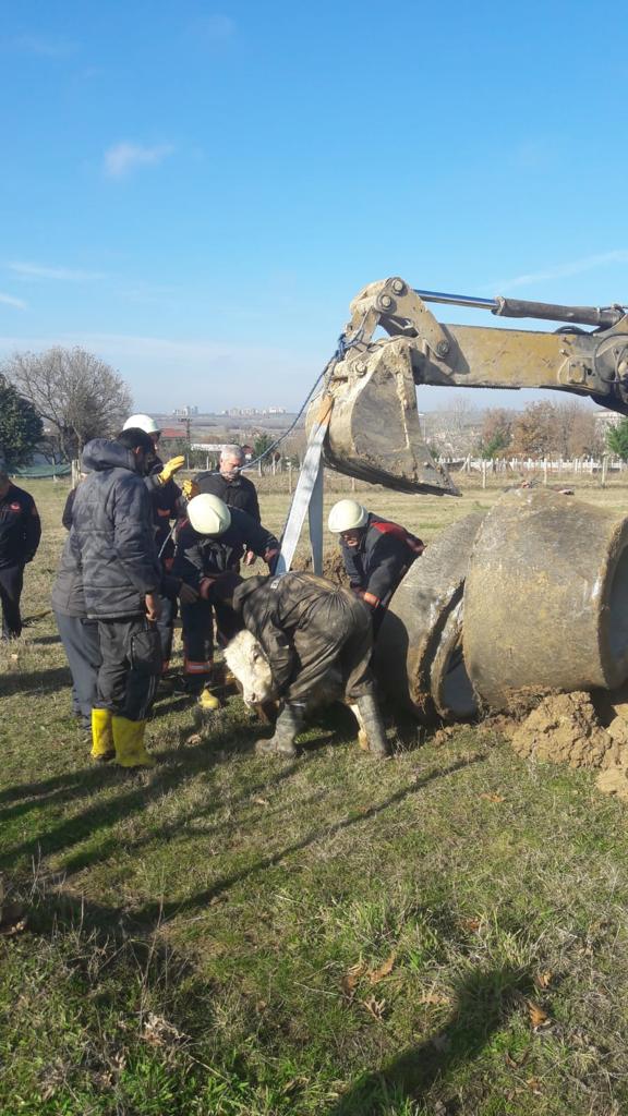 Rögara düşen buzağı kurtarıldı