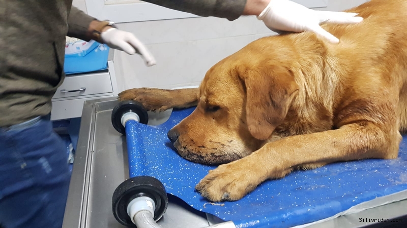 Sokak köpeği tüfekle vuruldu