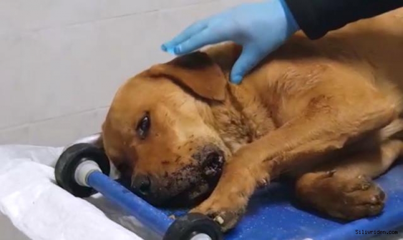 Silivri'de tüfekle vurulan köpek sağlığına kavuştu