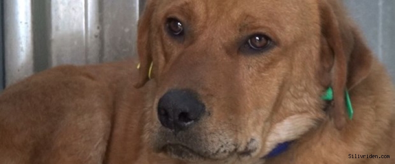 Silivri'de tüfekle vurulan köpek sağlığına kavuştu