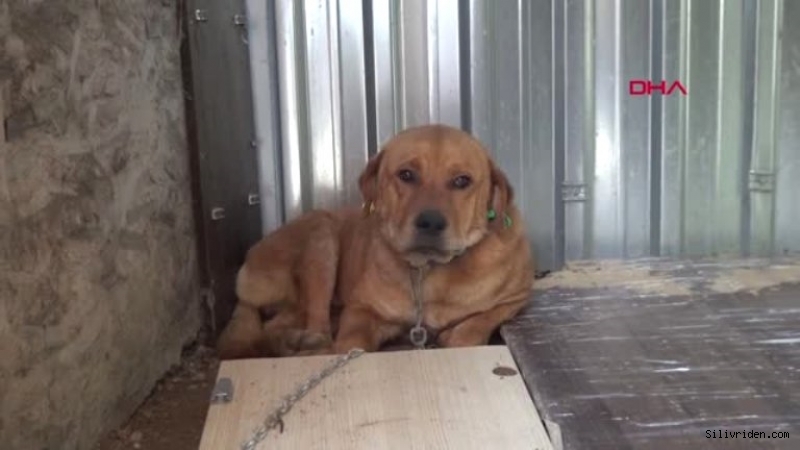 Silivri'de tüfekle vurulan köpek sağlığına kavuştu