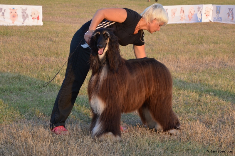 Köpek ırkları Silivri'de yarışacak
