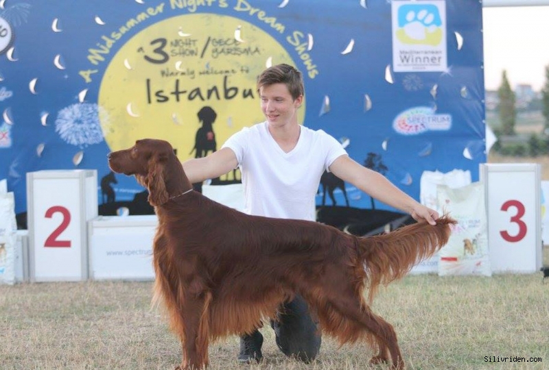 Köpek ırkları Silivri'de yarışacak