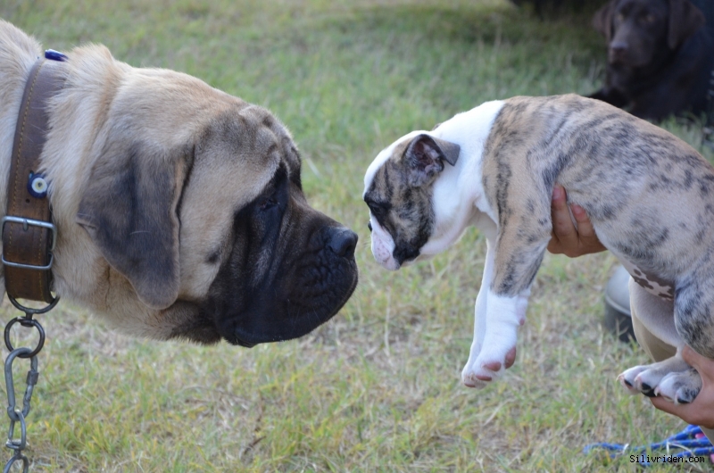 Köpek ırkları Silivri'de yarışacak