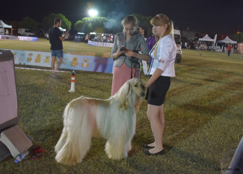 Köpek ırkları Silivri'de yarışacak