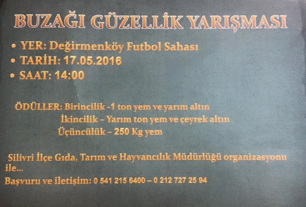 Senin buzağın güzel mi?