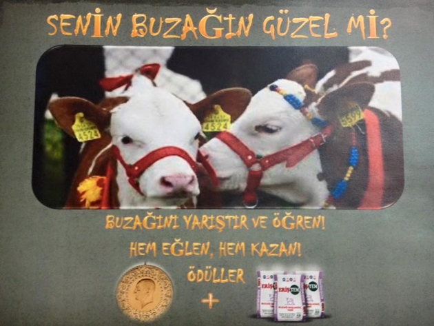 Senin buzağın güzel mi?